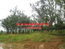 绿化苗木产品介绍 苗木图片信息 239