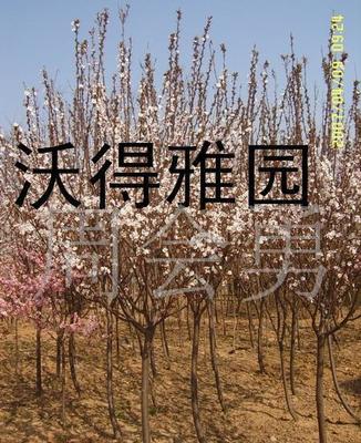 绿化先锋 红叶木李、桂花与中华金叶榆的园林价值解析