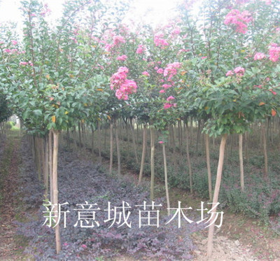 绿化苗木优选 紫薇树苗百日红独特魅力解析