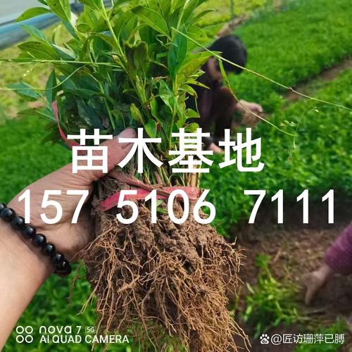 “苗木”二三事 选好苗、找对时、移对窝