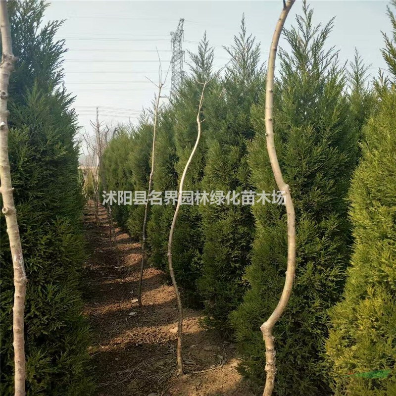 扎根花乡沃土，培育生态未来——沭阳县广汉园林苗木场纪实