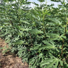 苗木 生命的起点与绿色的希望