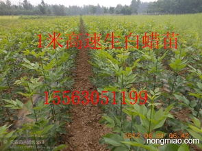 速生白蜡苗木经销商指南 聚焦山东、河南、河北市场