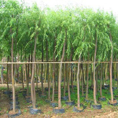 柳树苗木基地直销全攻略 垂柳、金丝柳、馒头柳、竹柳选购指南