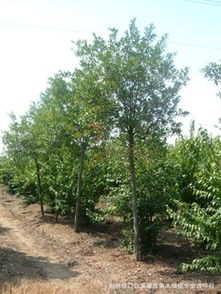 5-6公分杜英苗木采购指南 价格、厂商与优质资源推荐