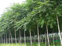 河北世腾苗木基地供应优质地径0.6公分榆树，保定种植地直供