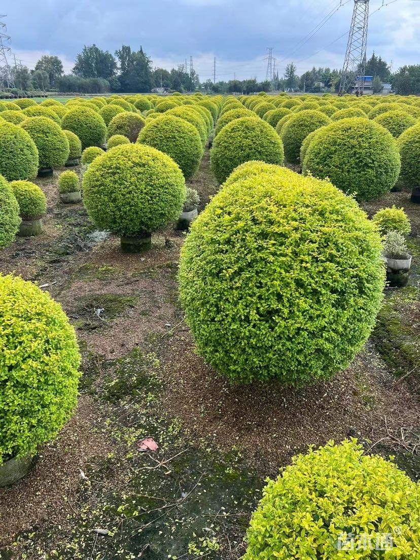冠幅100厘米亮晶女贞球苗木的特点与应用