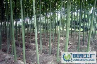 青桐苗木选购指南 价格、厂家与优质供应商平台推荐