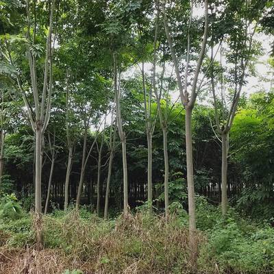 东台栾树苗 苗木之乡的绿色馈赠，直供品质之选