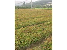 湖南绿化苗木基地 绿意盎然的生态宝库与专业产品展示