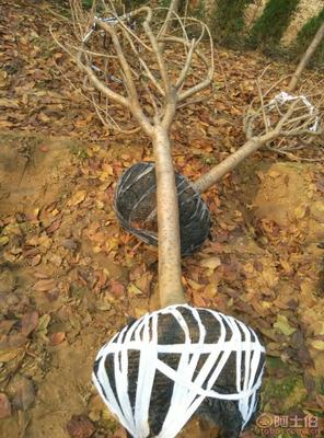 泰安青联苗木 垂丝海棠优质低价供应，厂家直销绿化苗木基地