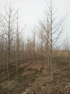 专业法桐生产厂家与优质苗木资源——山东苗木协会推荐