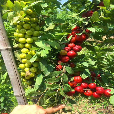 探寻钙果苗市场 供应商、价格与专业苗木合作社解析