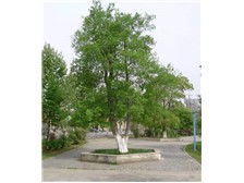 温江钧滔园林苗圃 绿意盎然，品质苗木的完美呈现