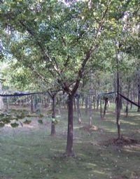 361 苗木 绿化苗木产品的优质选择与图片信息解析