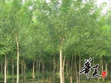 专业苗木供应——庐江县大江园林专业合作社国槐销售