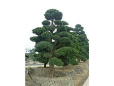 浏阳市轩达苗木种植专业合作社 - 优质苗木展示