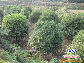 湖南苗木花木产业概览 优质生产厂家与批发价格解析