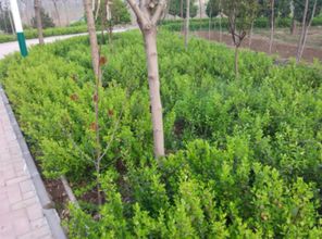 凯创园林带您一次认清 卫矛科常见绿化苗木指南